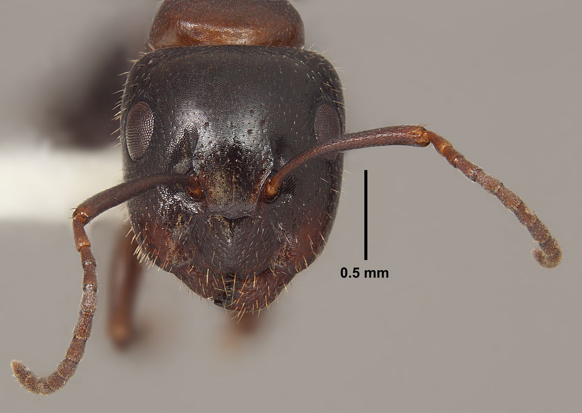 Camponotus caryae head Camponotus caryae head